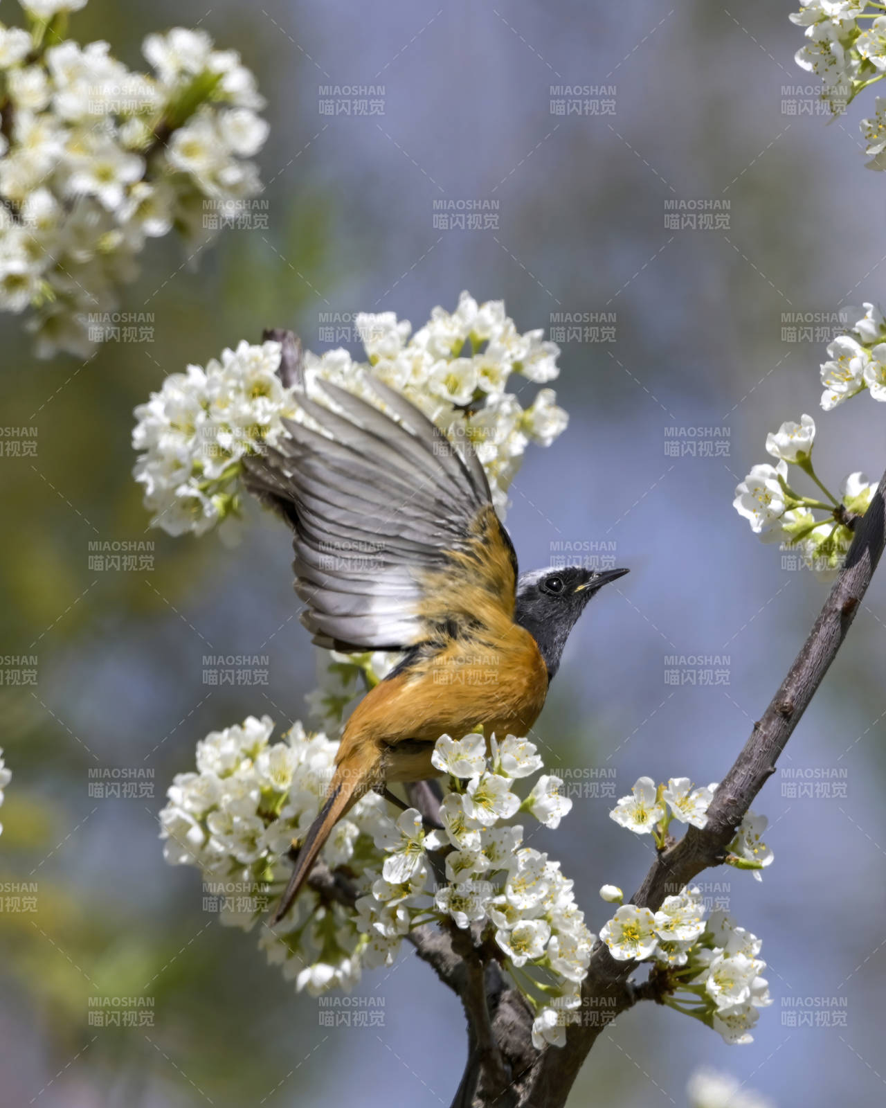 春花枝头鸟展翅图片