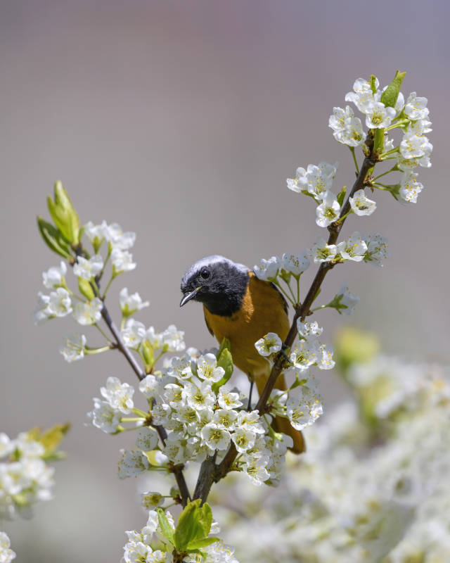 春日花枝上的小鸟图片