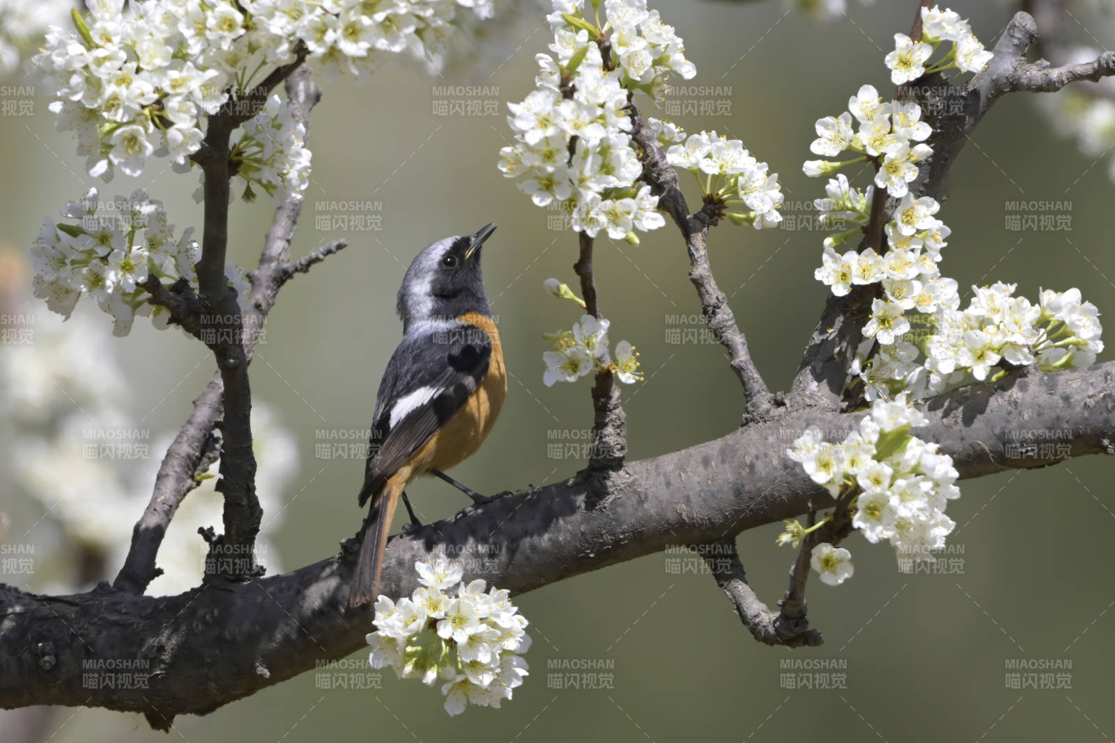 春日花枝上的小鸟图片