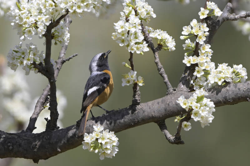 春日花枝上的小鸟图片