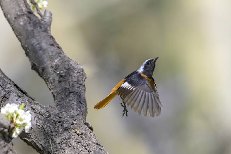 飞翔的鸟儿与树枝图片