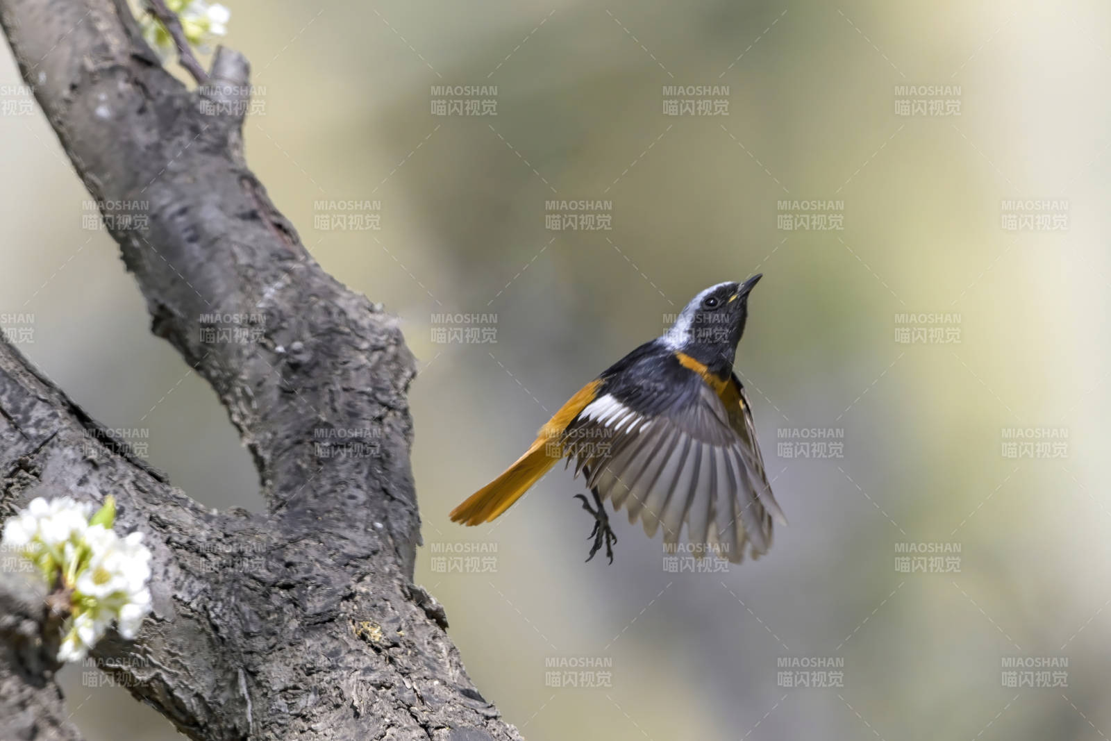 飞翔的鸟儿与树枝图片