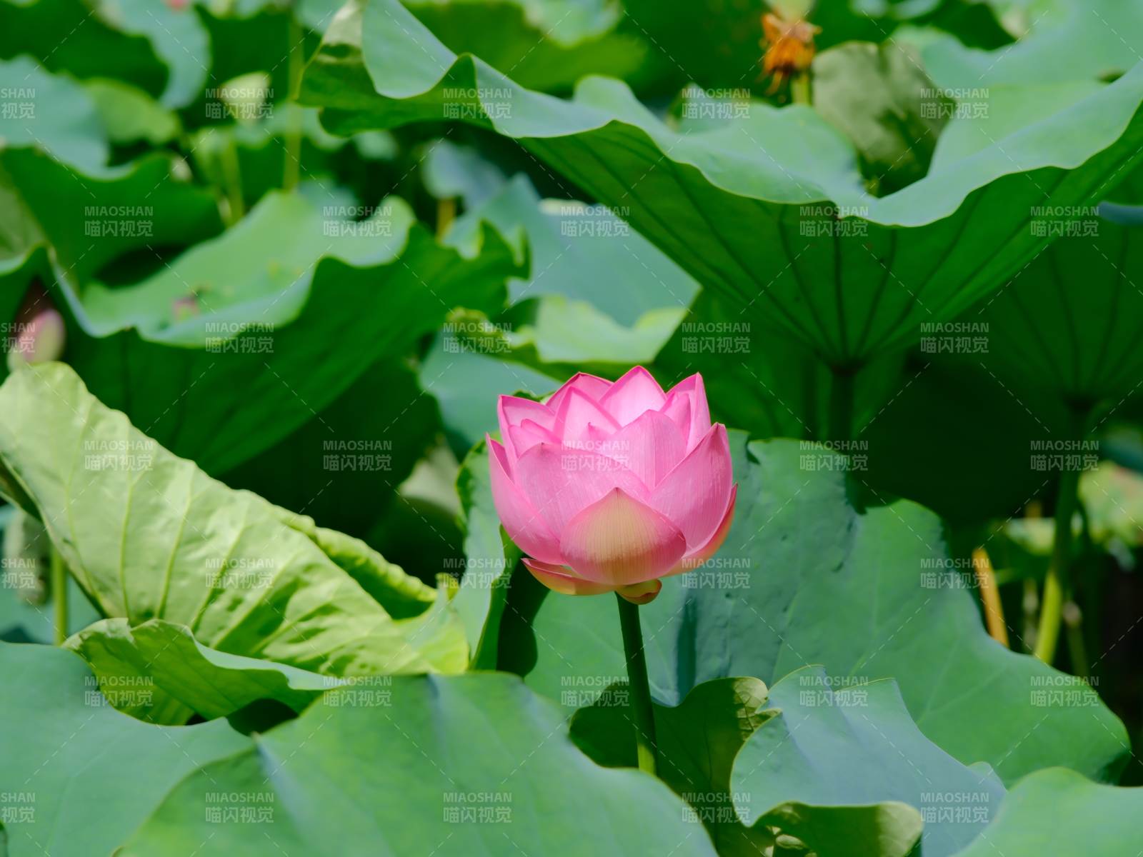 池塘中的莲花盛开图片