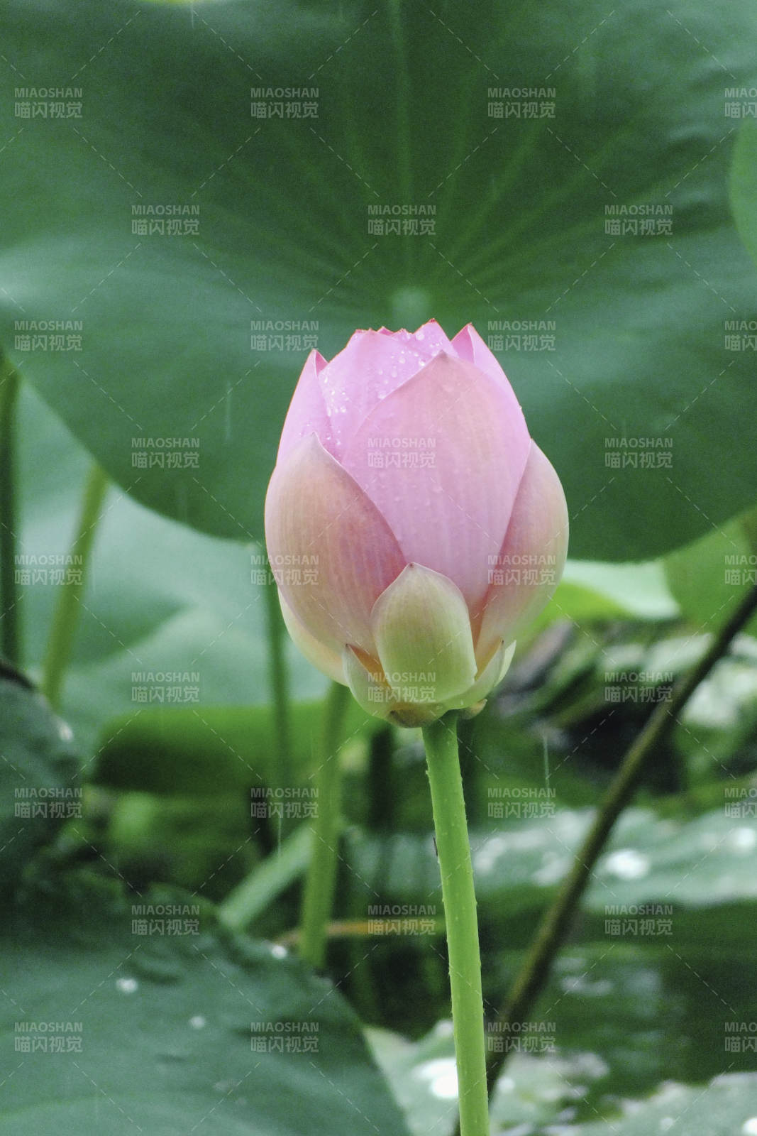 雨中含苞待放的莲花图片