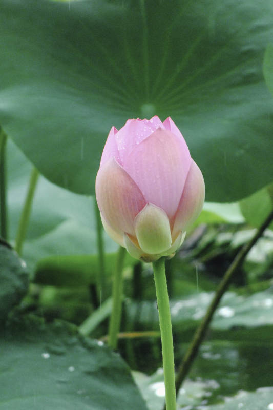 雨中含苞待放的莲花图片