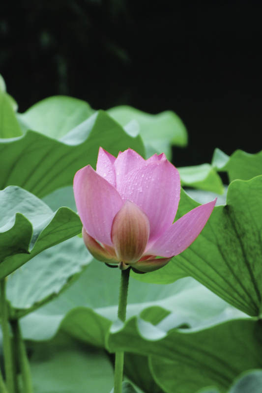雨后荷花 清新绽放图片