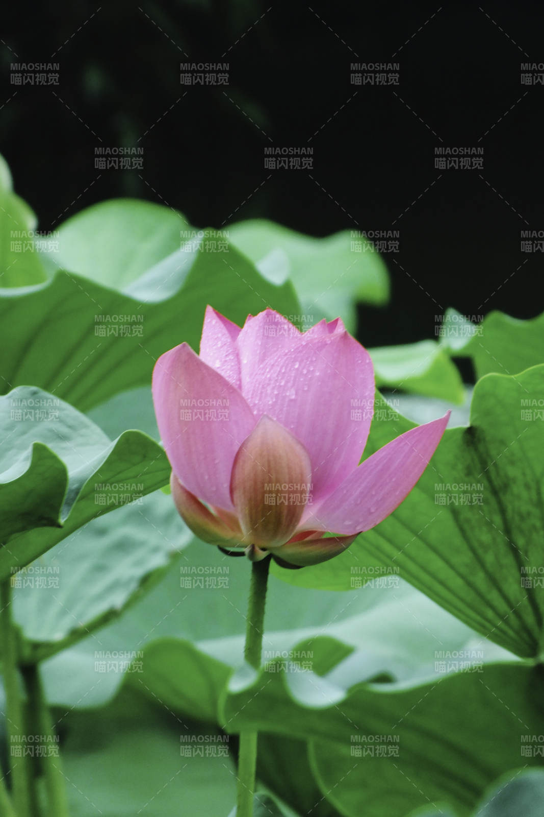 雨后荷花 清新绽放图片