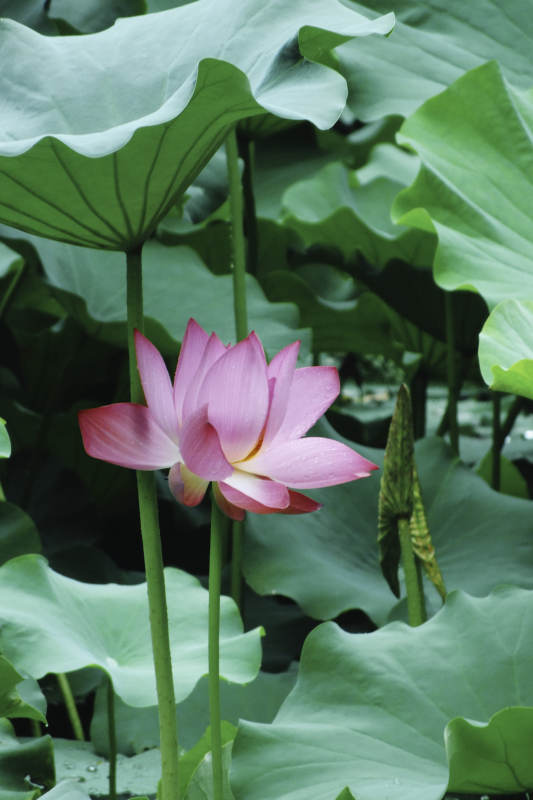 荷花盛开 绿叶相伴图片