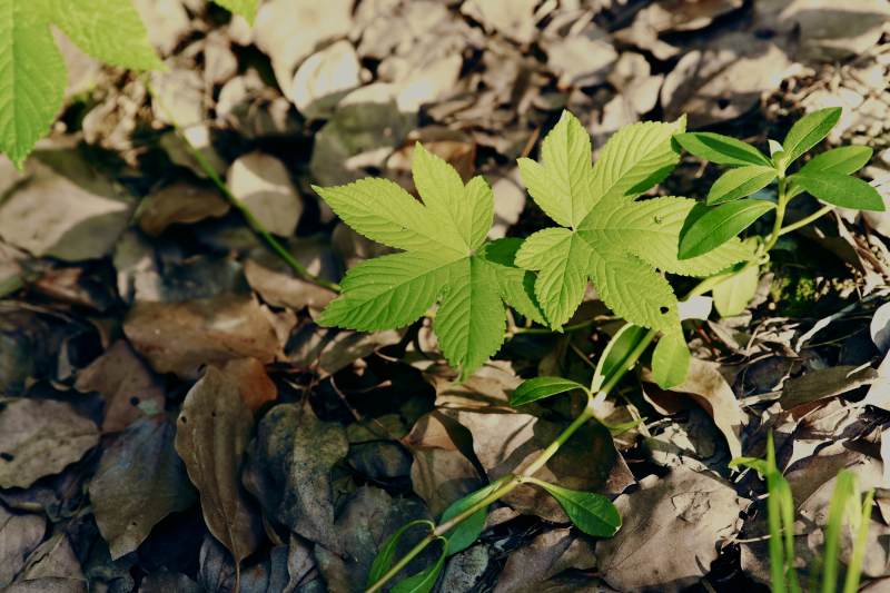 新生绿叶与枯叶共存图片