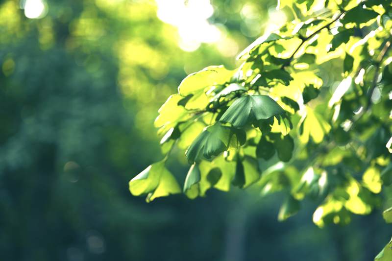 阳光穿透绿叶的瞬间图片