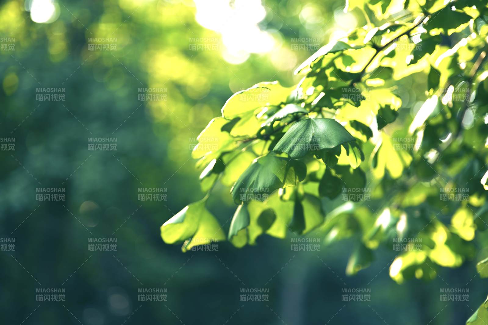 阳光穿透绿叶的瞬间图片