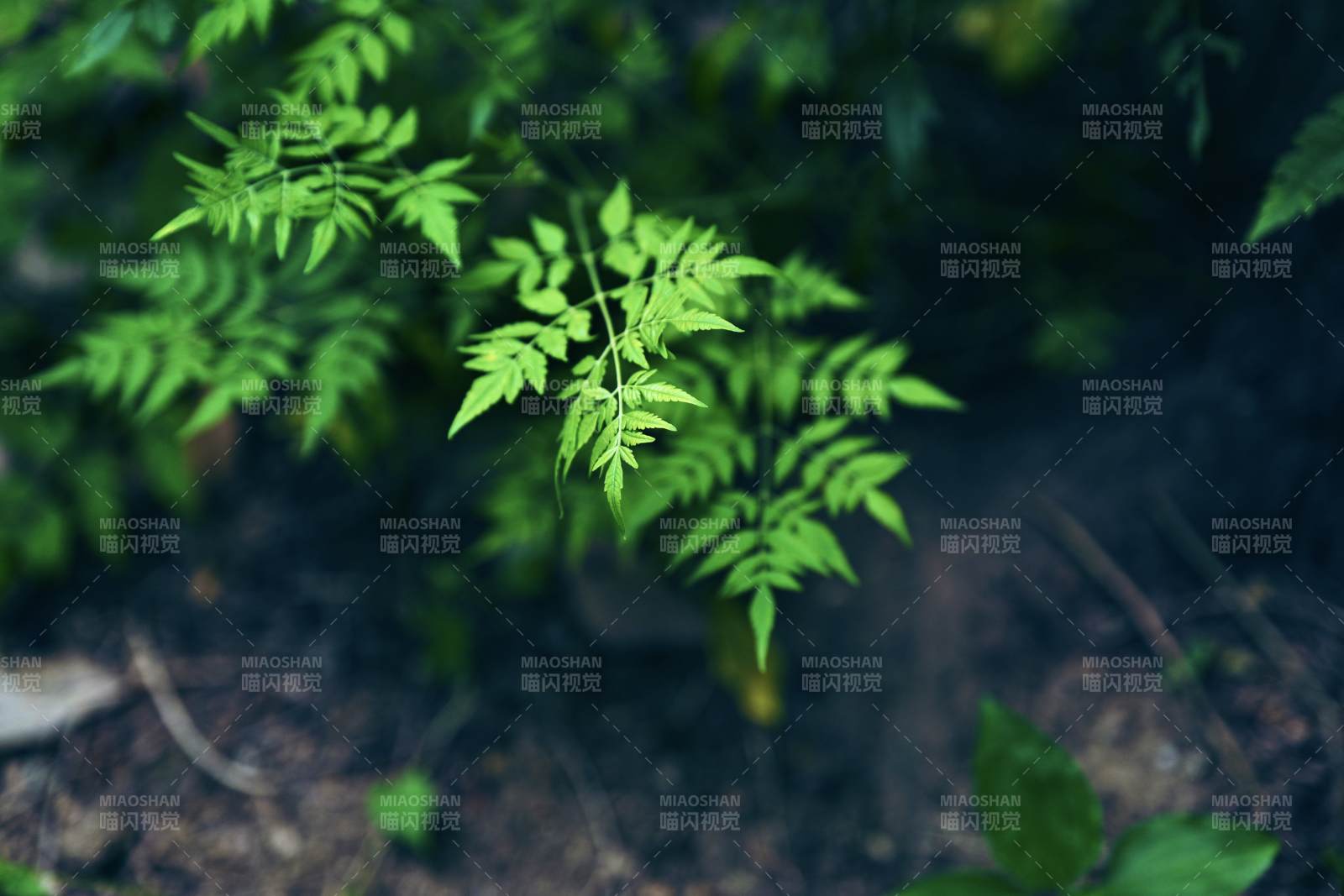 绿叶新生 自然之美图片