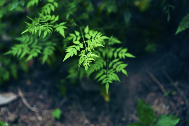 绿叶新生 自然之美图片