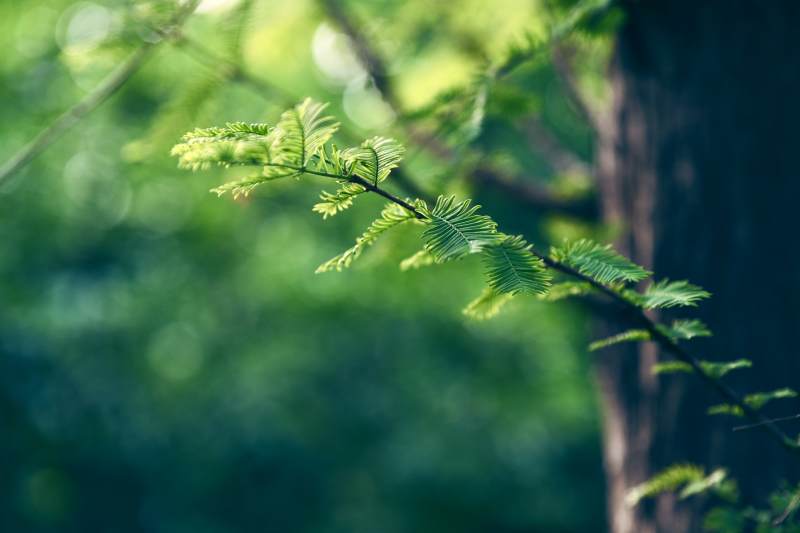 绿意盎然的树枝特写图片