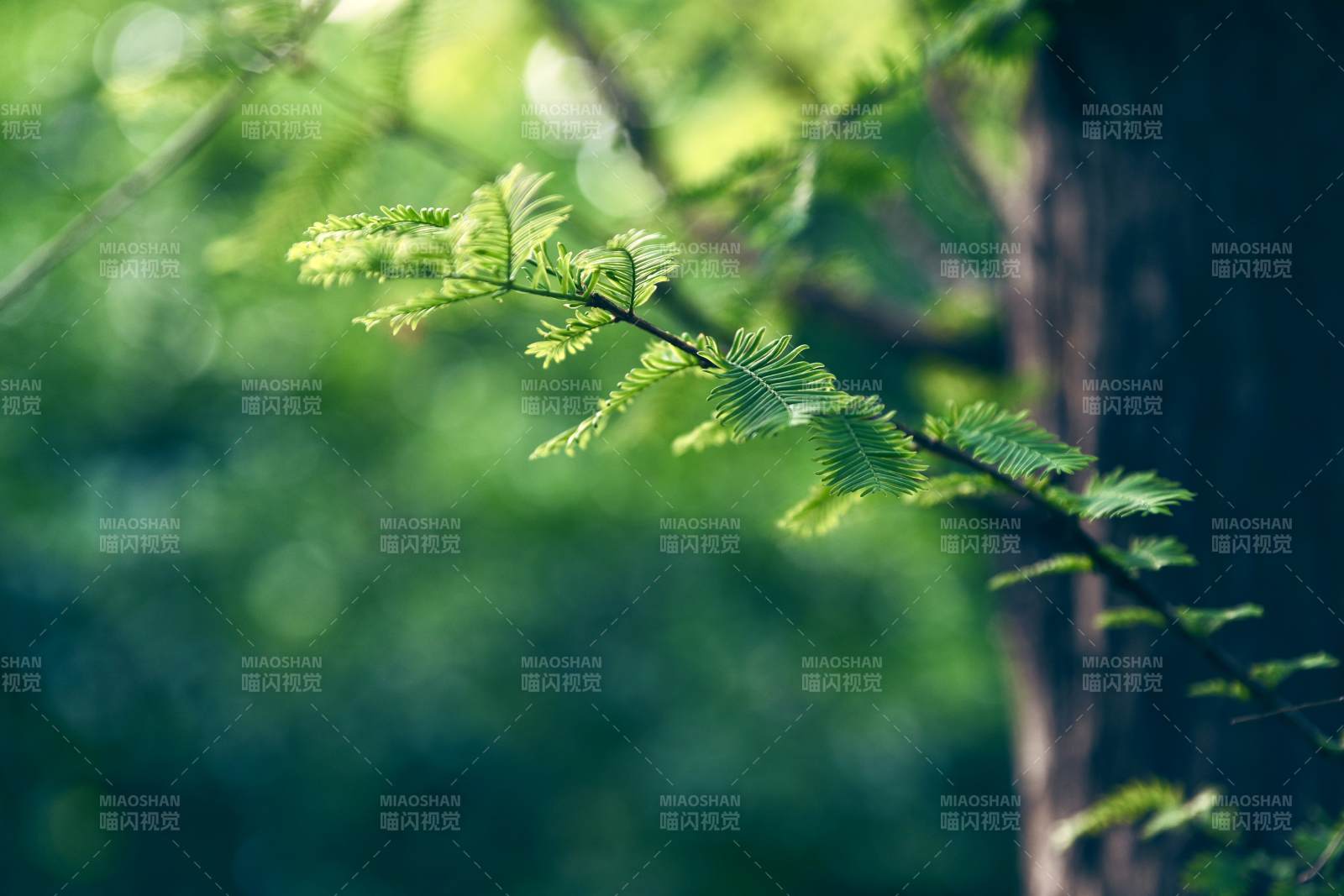 绿意盎然的树枝特写图片