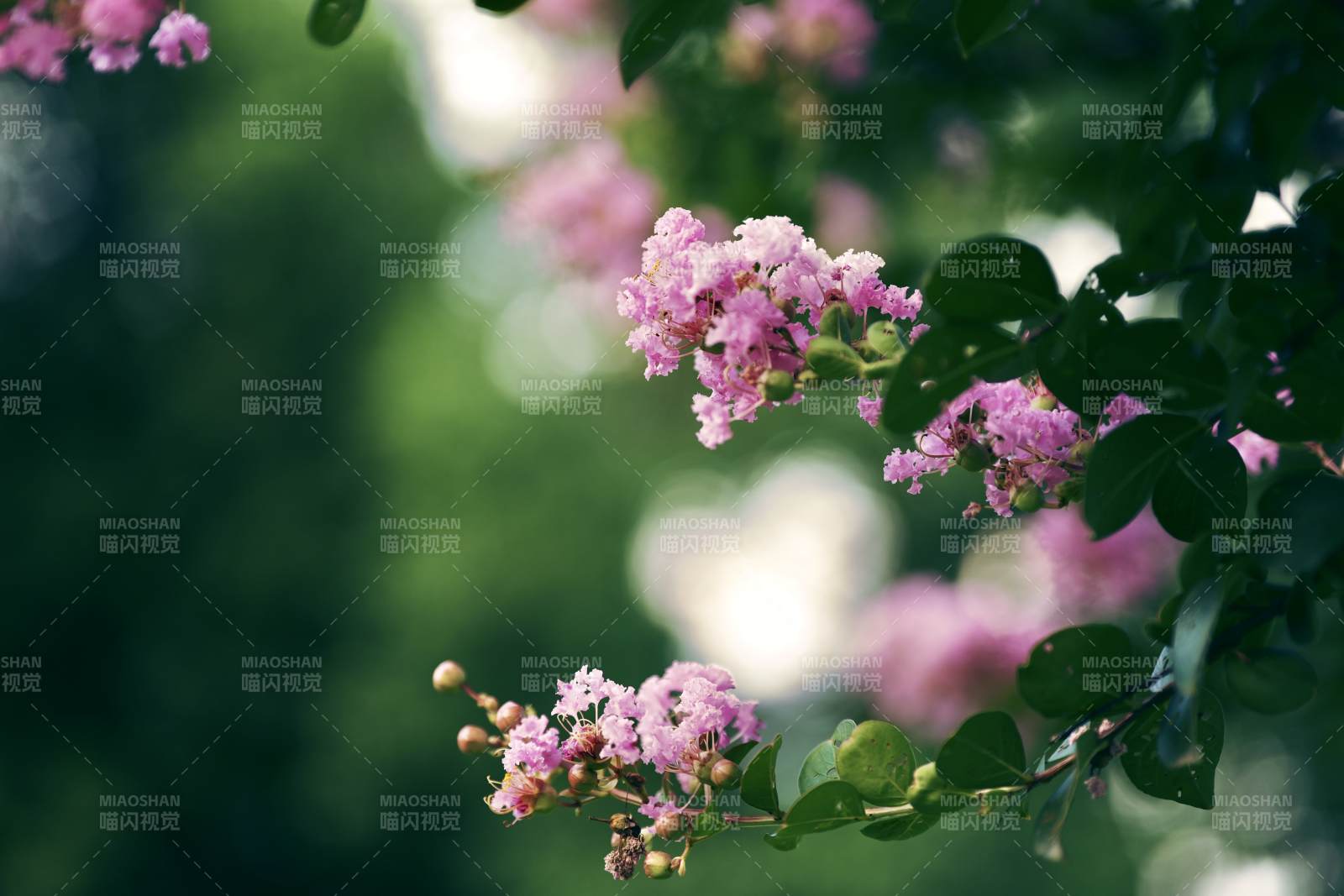 粉色花朵在绿叶间绽放图片