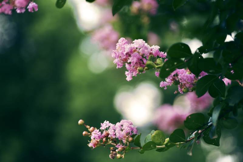 粉色花朵在绿叶间绽放图片