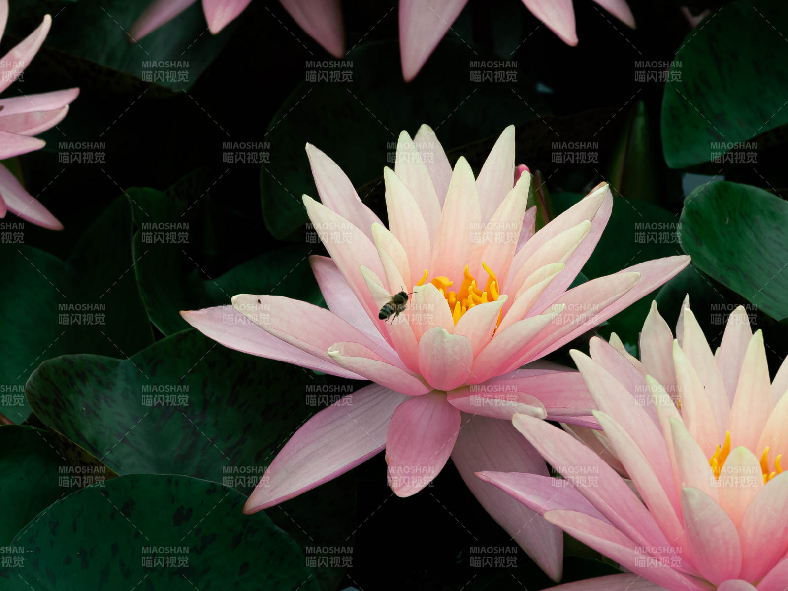 粉色睡莲与蜜蜂共舞图片