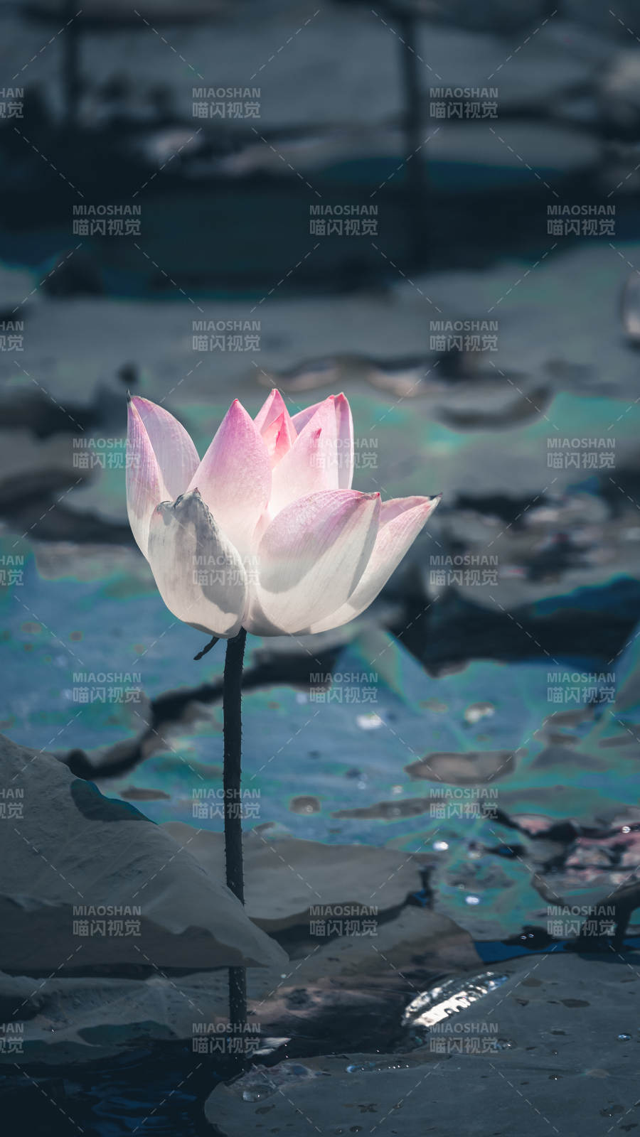 静谧池塘中的莲花绽放图片