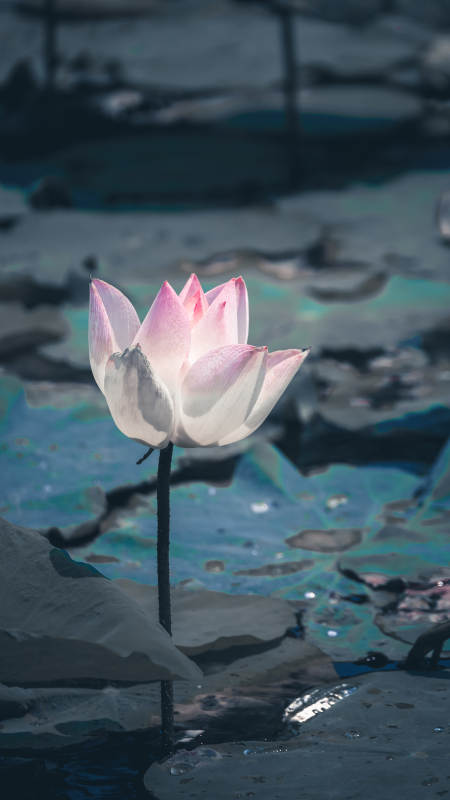 静谧池塘中的莲花绽放图片