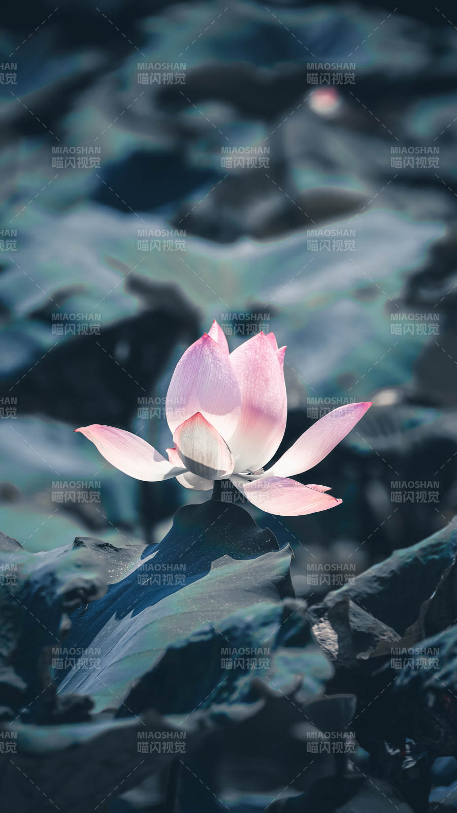 静谧池塘中的莲花绽放图片