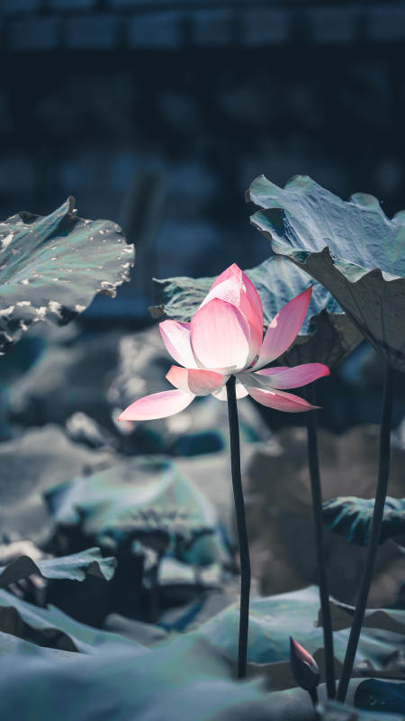 静谧荷塘 粉莲绽放图片