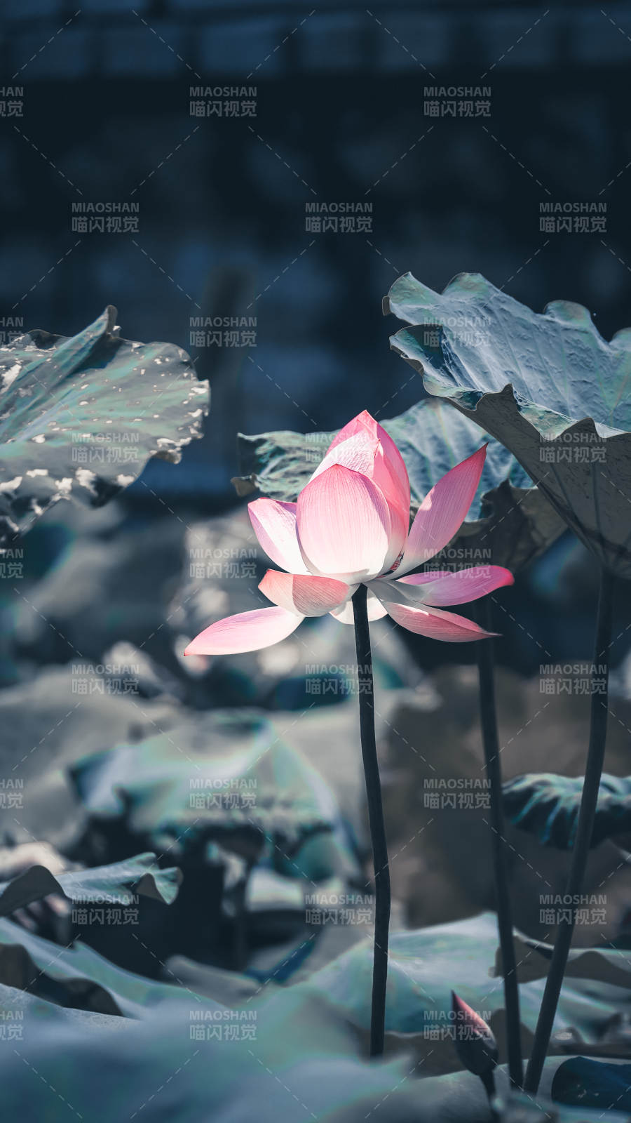 静谧荷塘 粉莲绽放图片