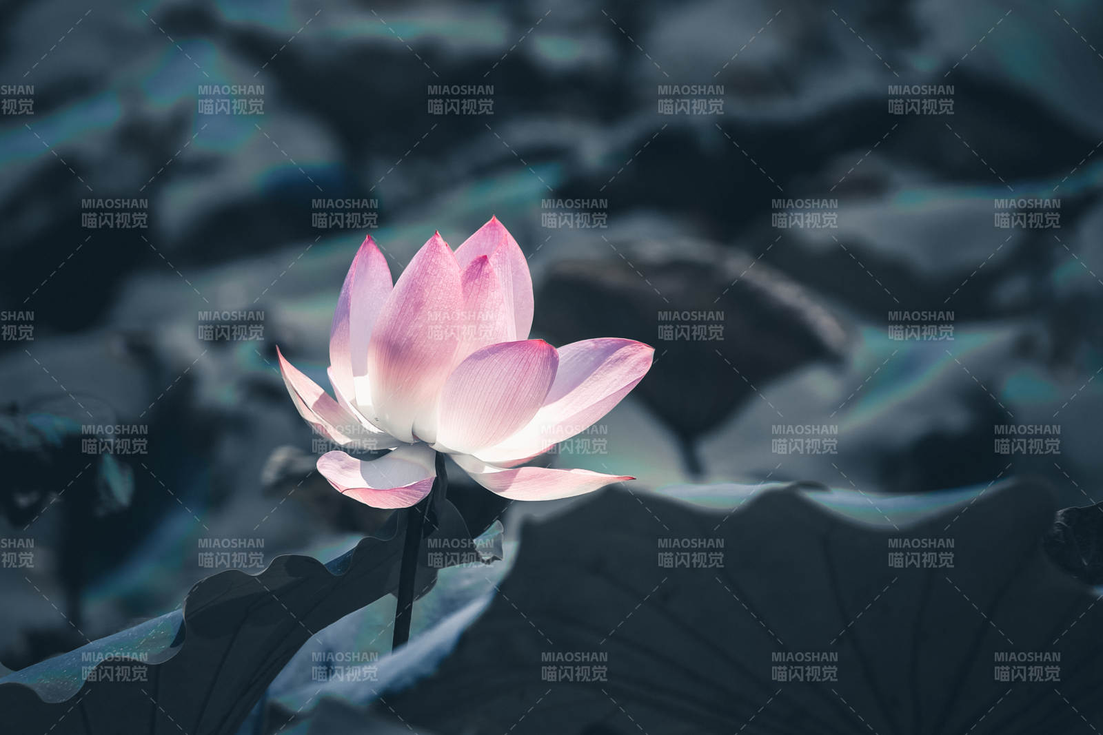 静谧池塘中的莲花绽放图片