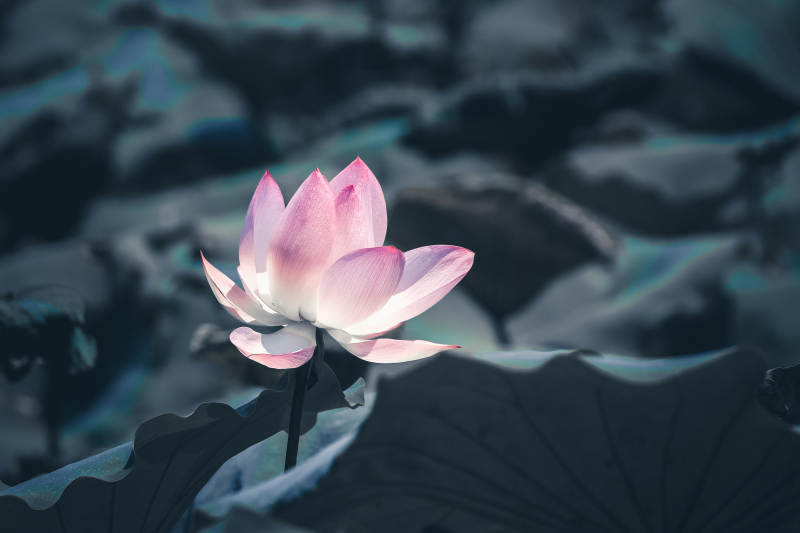 静谧池塘中的莲花绽放图片