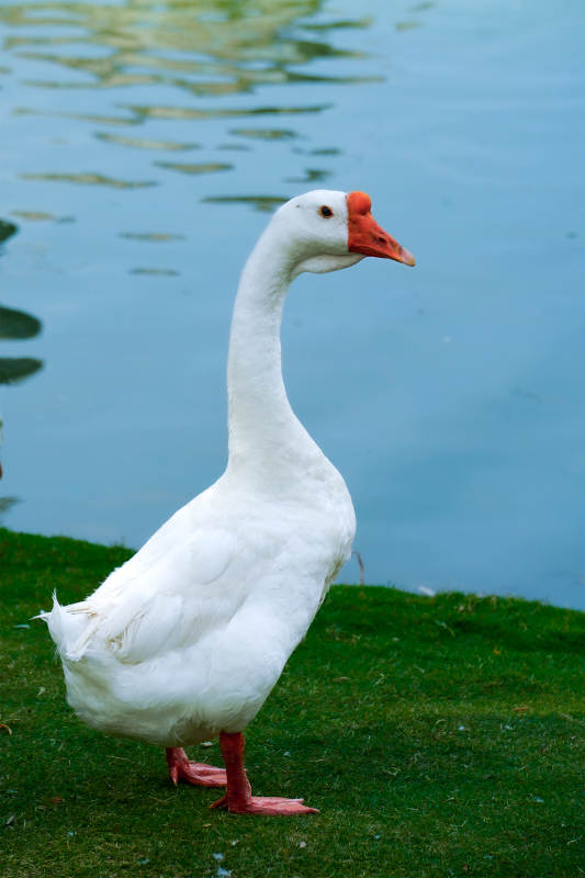 湖边的白鹅图片