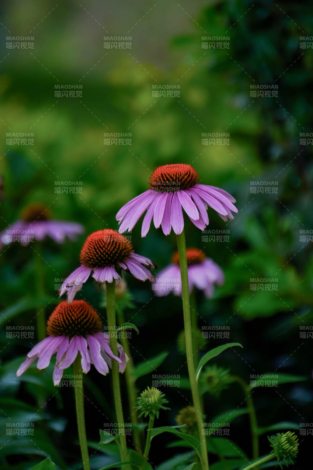 紫色松果菊的美丽绽放图片