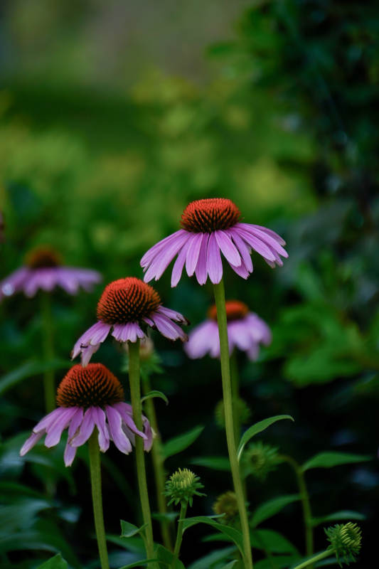 紫色松果菊的美丽绽放图片