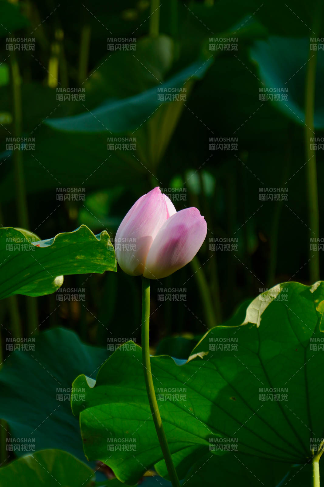 静谧荷塘 粉莲初绽图片