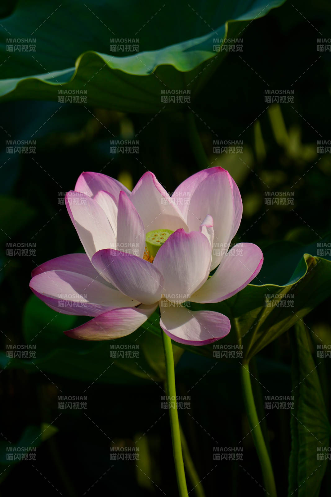 莲花绽放 静谧之美图片