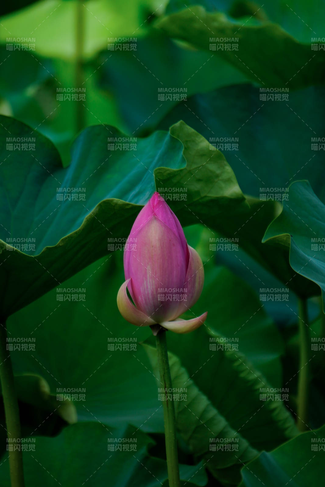 含苞待放的莲花图片