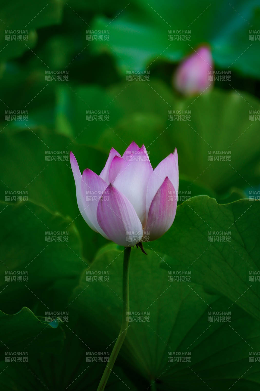 静谧荷塘 粉莲初绽图片