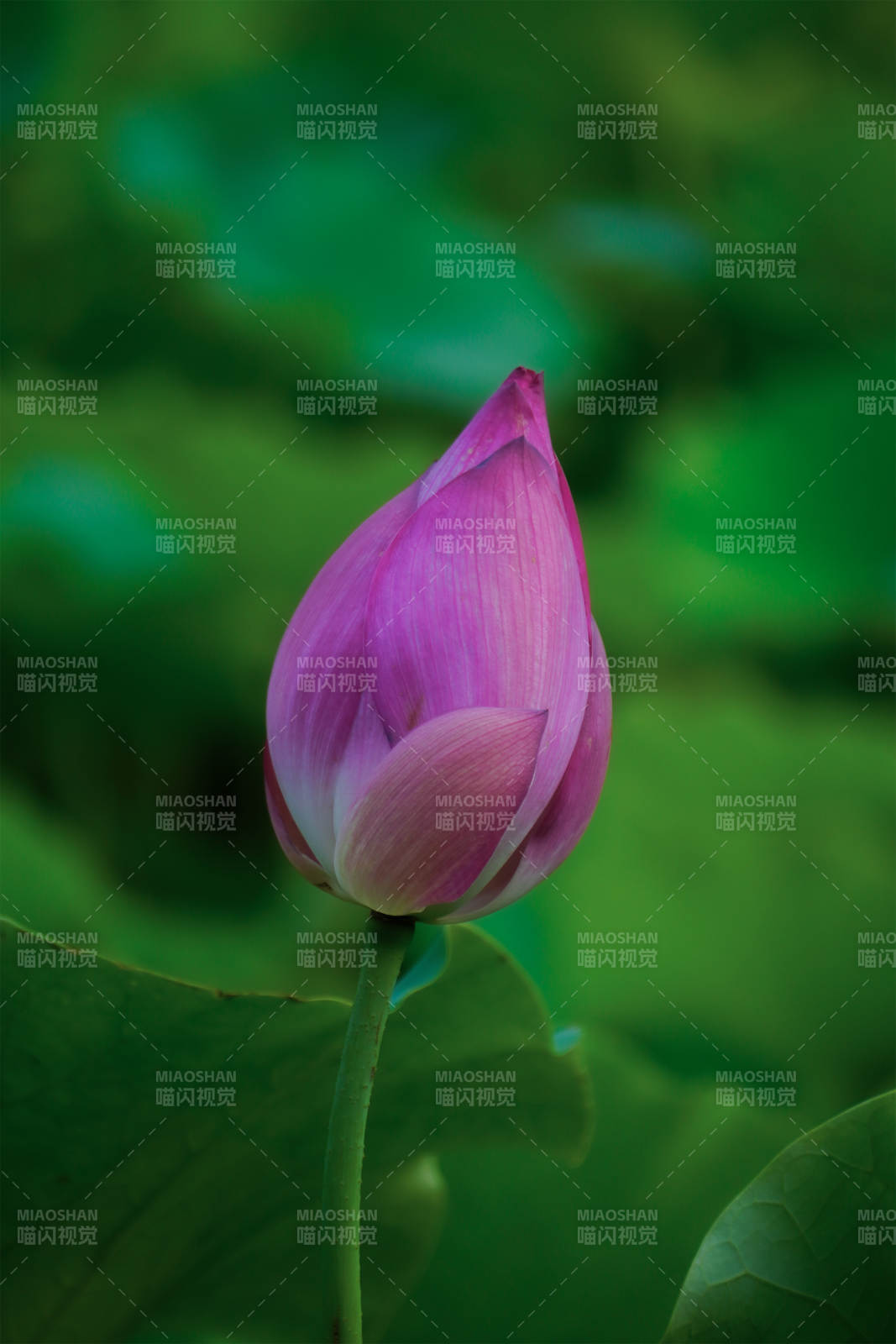 含苞待放的莲花图片