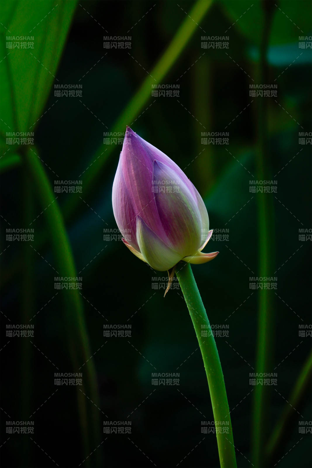 含苞待放的莲花图片