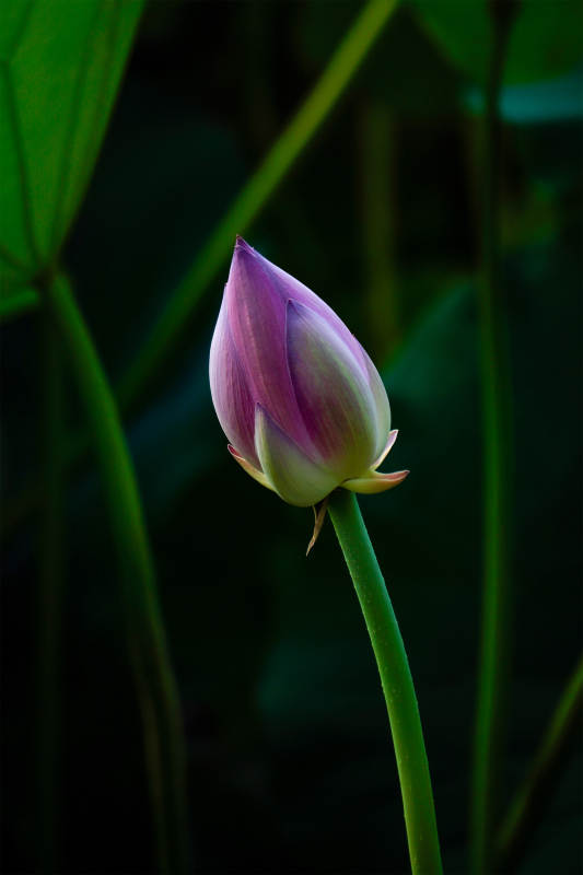 含苞待放的莲花图片