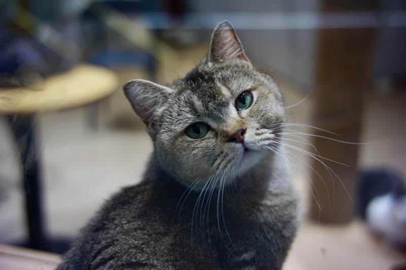 窗边的猫咪凝视远方图片