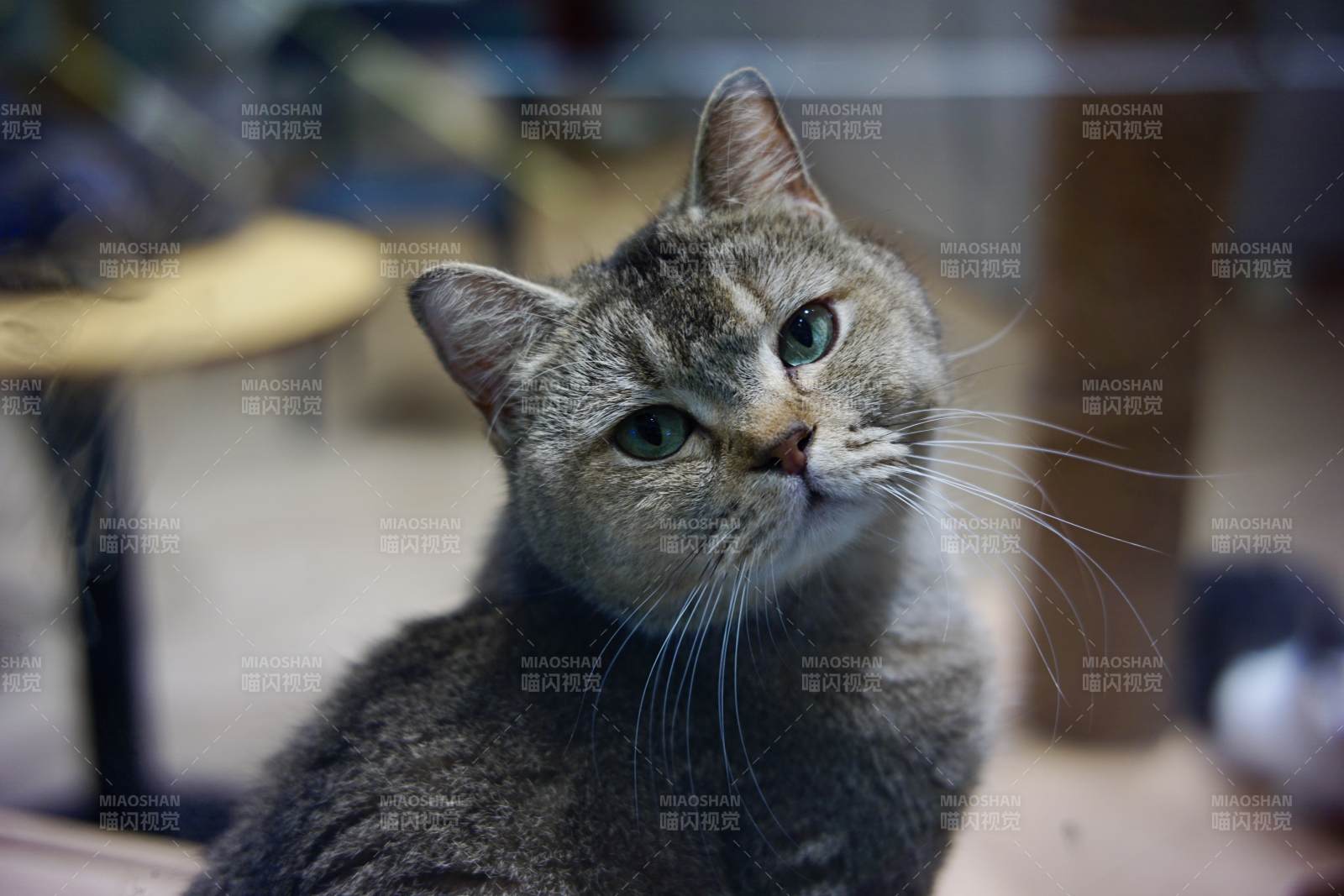 窗边的猫咪凝视远方图片