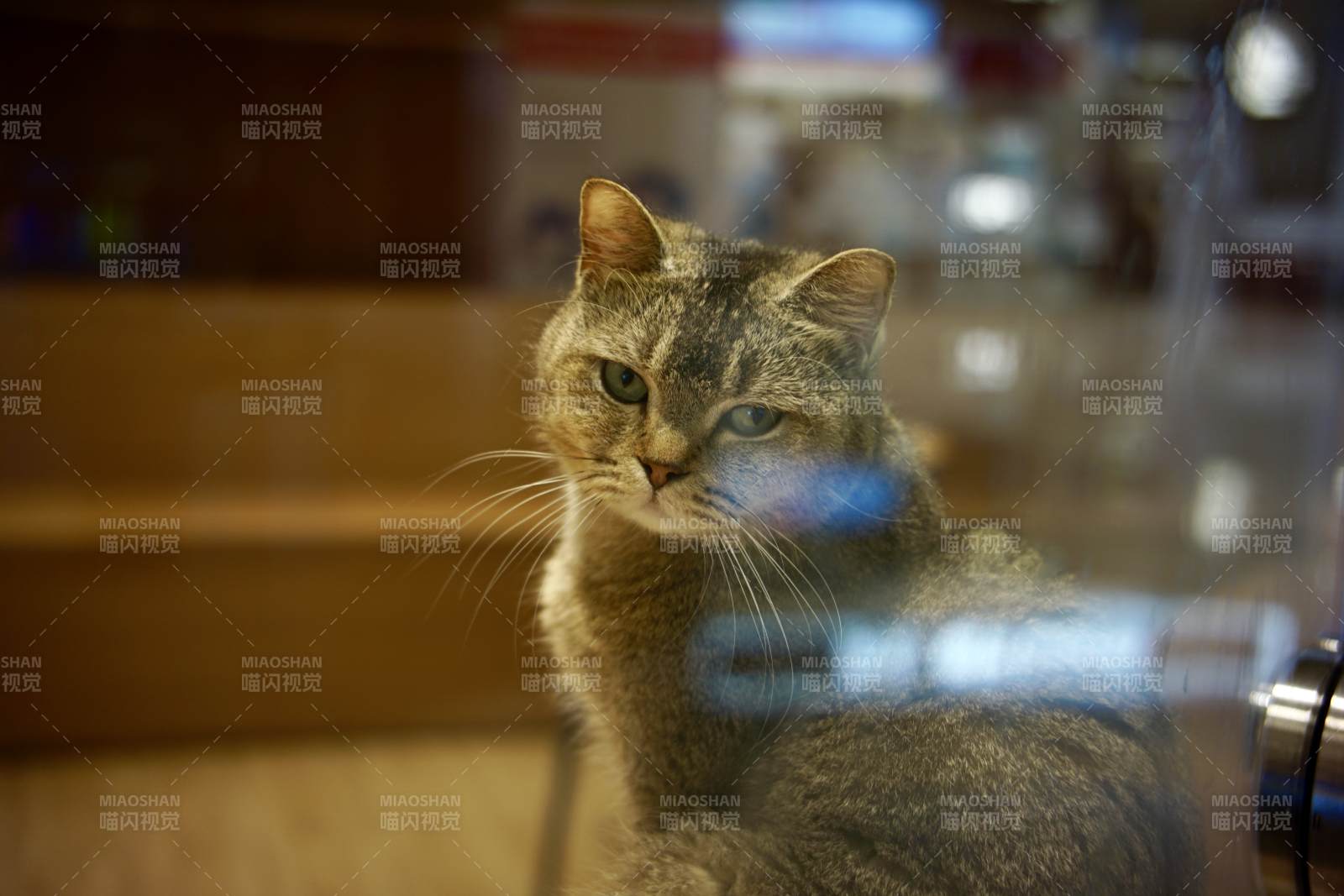 窗边的猫咪图片