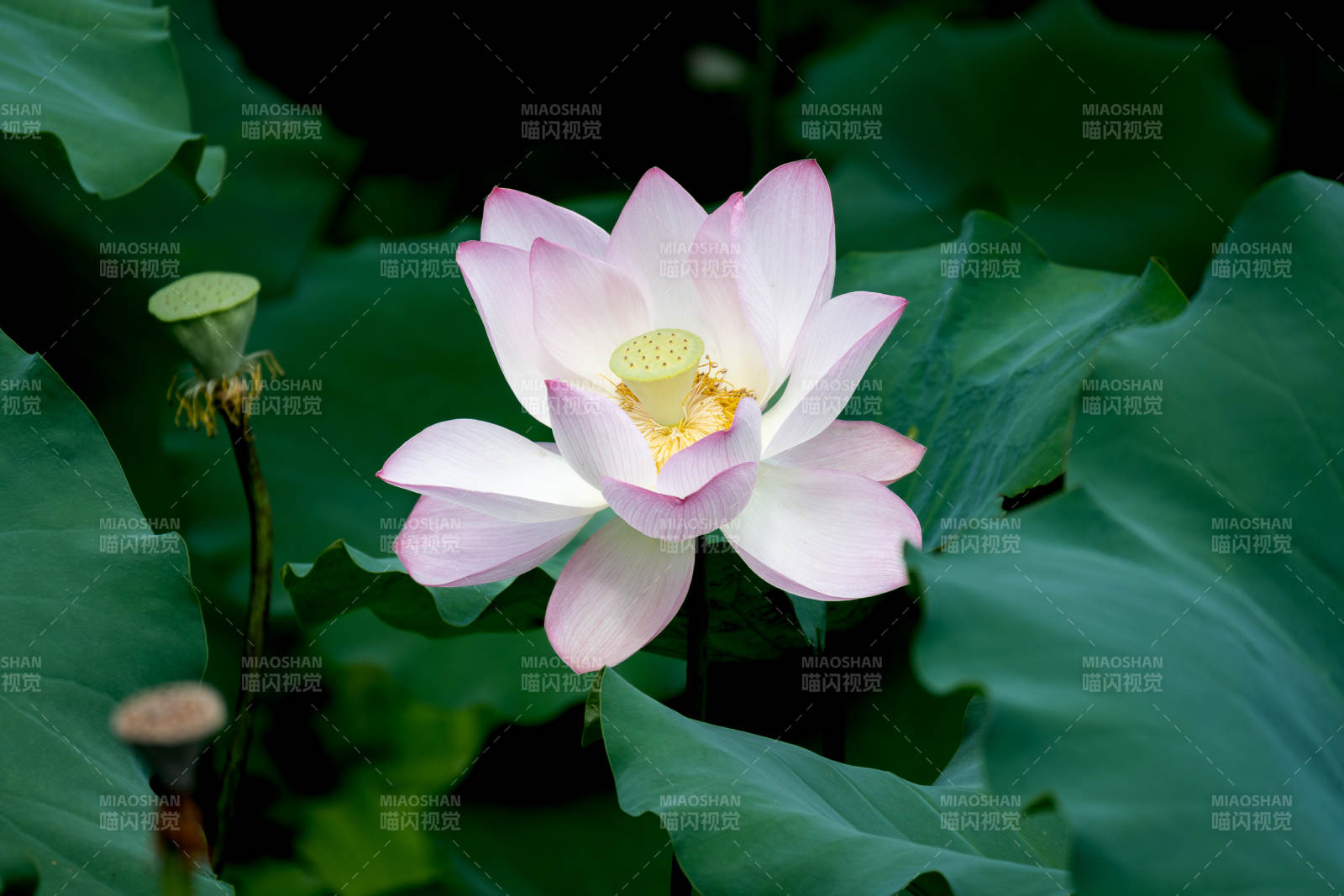 莲花绽放 清新雅致图片