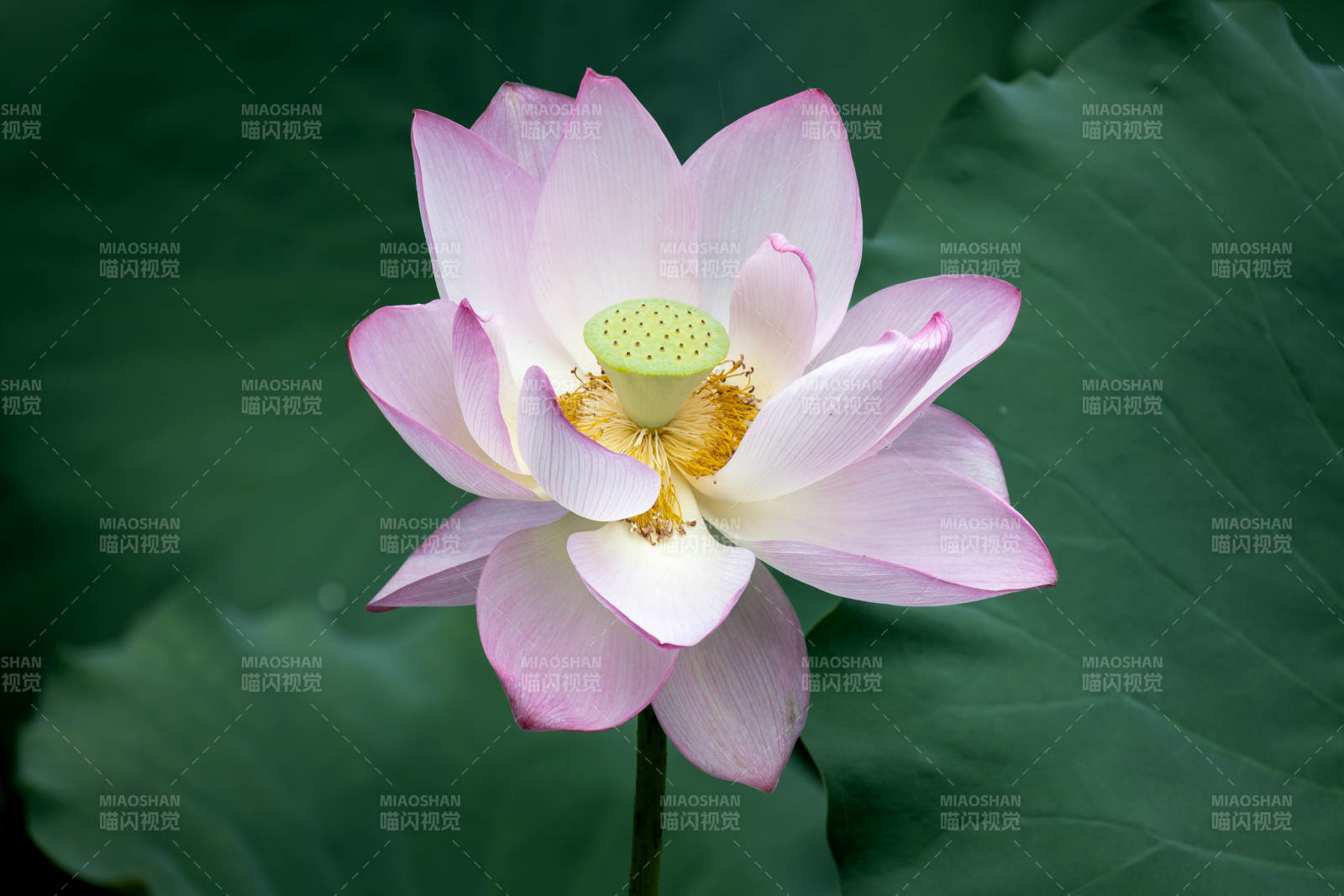 粉色莲花绽放于绿叶间图片