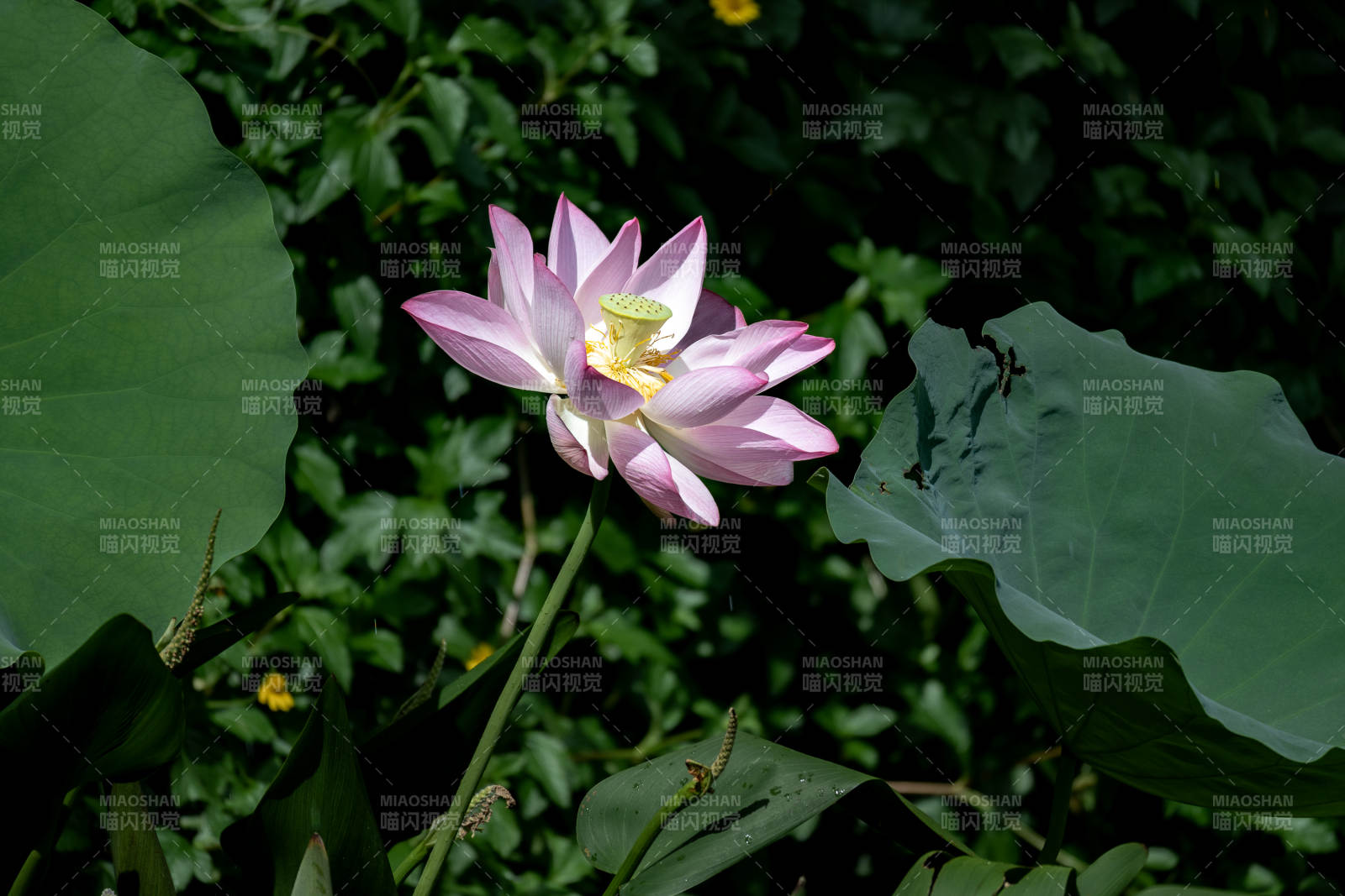 莲花绽放 绿叶相伴图片