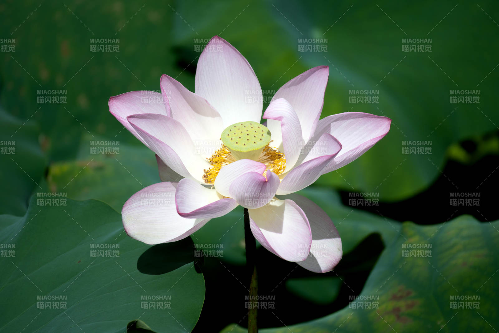 莲花绽放 清新雅致图片