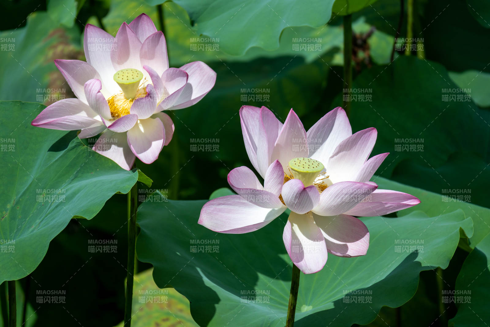 夏日荷花绽放美景图片