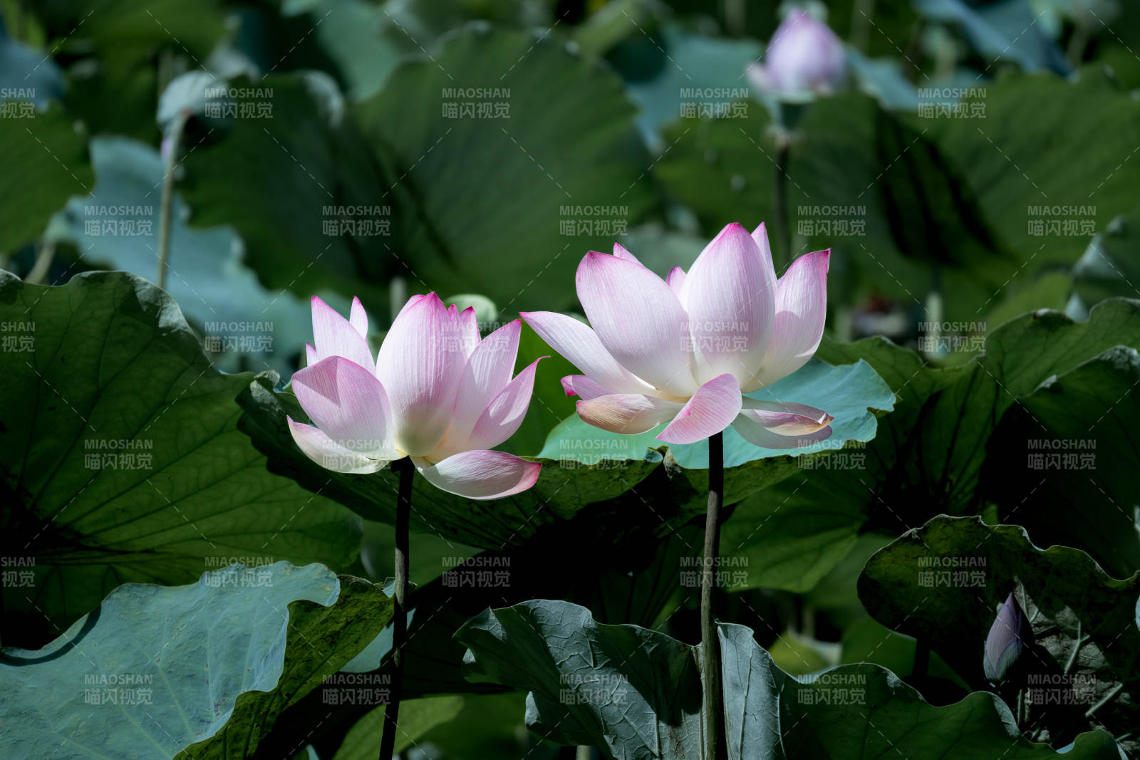 荷塘双花映绿叶图片