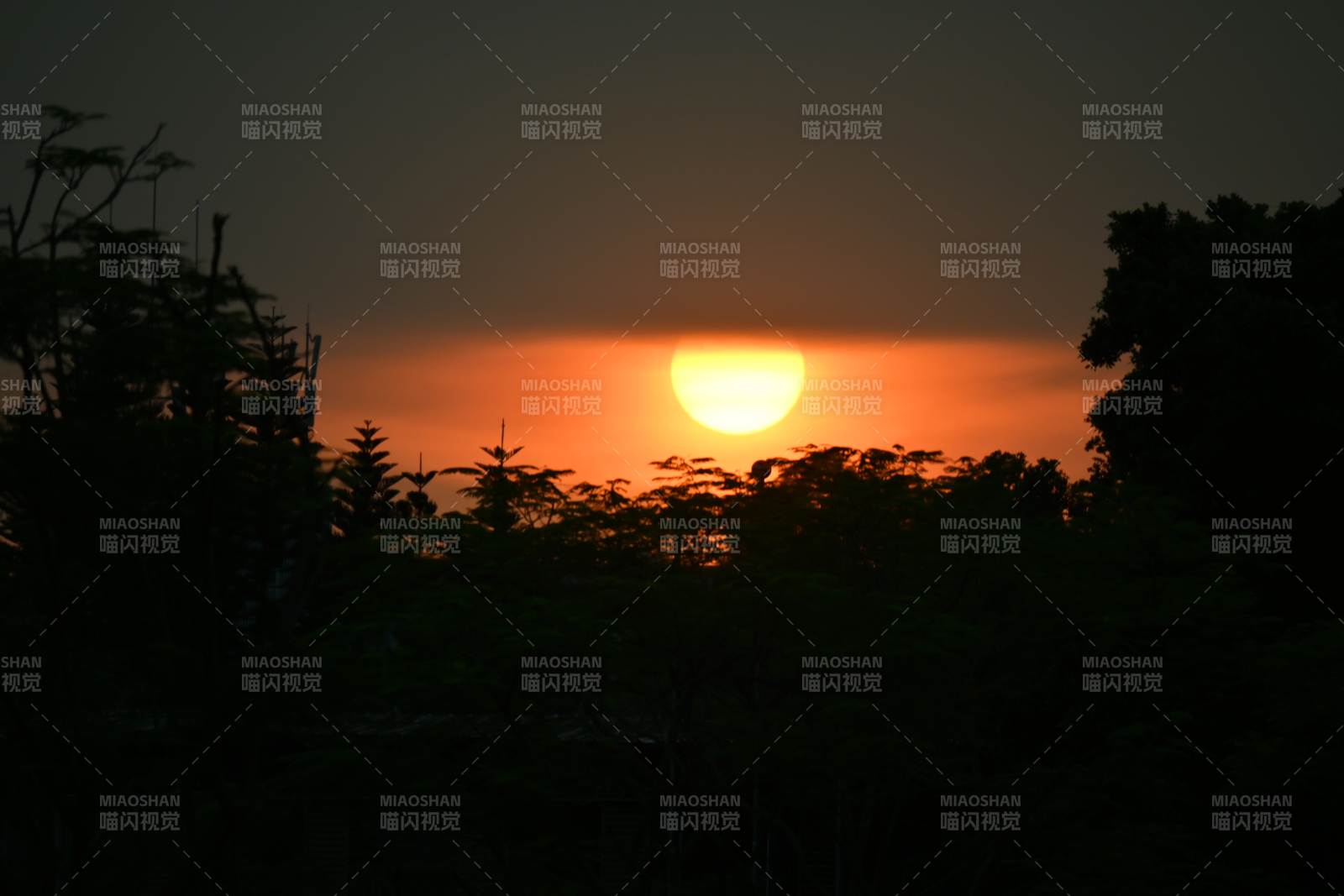 夕阳西下 树影剪影图片