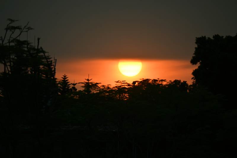 夕阳西下 树影剪影图片